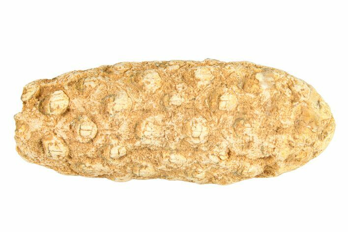 Fossil Cycadophyte Seed Cone - Boujdour, Morocco #288781